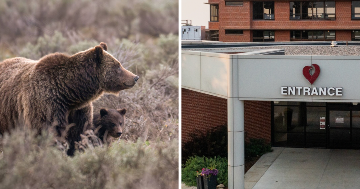 AROUND WYOMING: Charter School, MRI Technology and Grizzly 399!