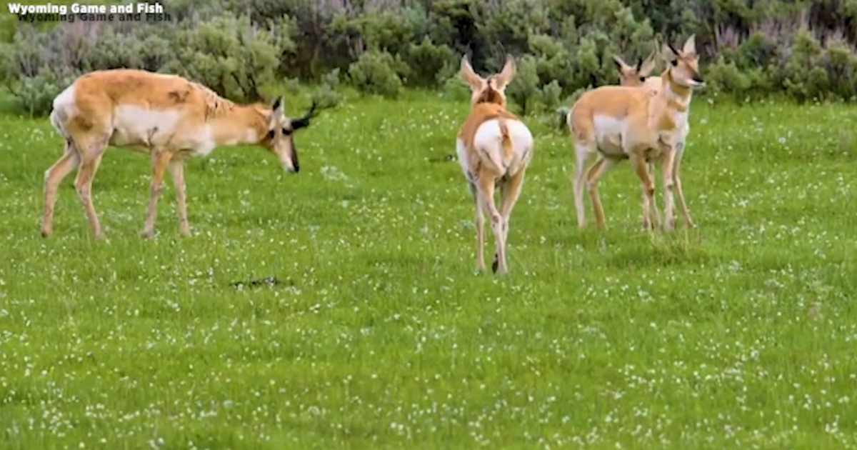 Wyoming pronghorn migration corridor advances to Governor for review