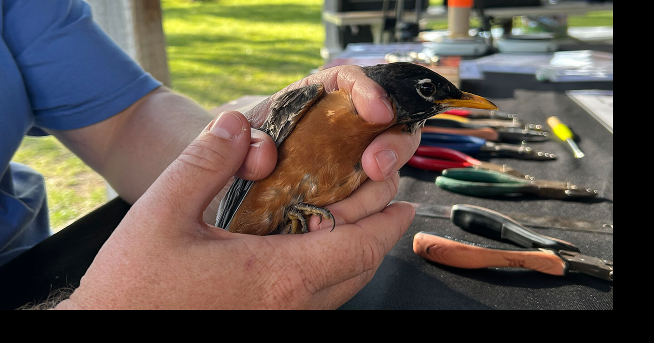 Bird banding community science lets volunteers study bird populations